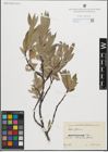 Foto von Salix glauca L.